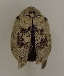 Attēlu rezultāti vaicājumam “Anthrenus museorum”