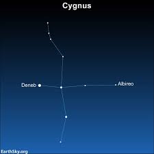 Attēlu rezultāti vaicājumam “Cygnus cygnus adult”