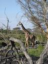 Born Free Blog » Blog Archive » Lucky escape for Kenya's wildlife