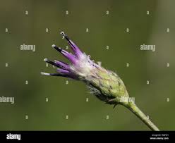 Attēlu rezultāti vaicājumam “Saussurea esthonica flower”