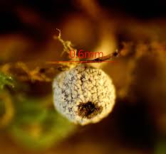 Attēlu rezultāti vaicājumam “Physarum viride spores”