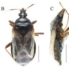Attēlu rezultāti vaicājumam “Adomerus biguttatus”