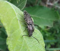 Attēlu rezultāti vaicājumam “Actenicerus sjaelandicus”