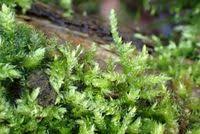 Attēlu rezultāti vaicājumam “Brachythecium rutabulum”