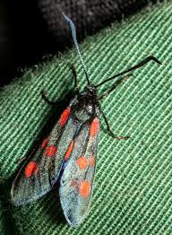 Attēlu rezultāti vaicājumam “Zygaena sp.”