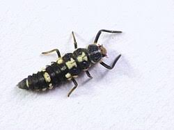 Attēlu rezultāti vaicājumam “Propylea quatuordecimpunctata”