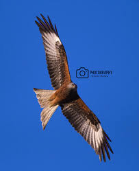 Image result for Kite Ireland