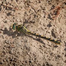 Attēlu rezultāti vaicājumam “Aeshnidae”