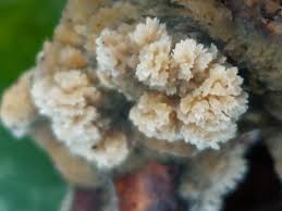 Attēlu rezultāti vaicājumam “Hyphodontia barba-jovis”