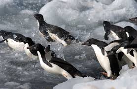 Image result for penguin