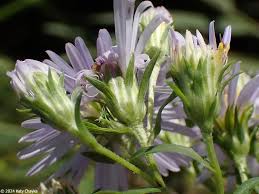 Attēlu rezultāti vaicājumam “Symphyotrichum x salignum leaf”