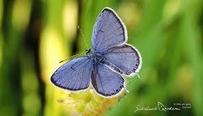 Attēlu rezultāti vaicājumam “Everes argiades”