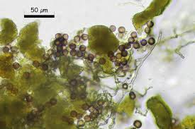 Attēlu rezultāti vaicājumam “Craterium aureum”
