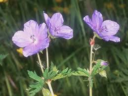 Image result for Geranium pratense