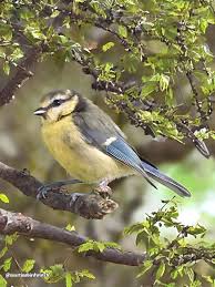 Attēlu rezultāti vaicājumam “Cyanistes caeruleus juvenile”