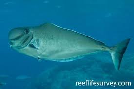 Image result for Naso hexacanthus