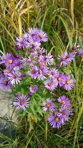 Attēlu rezultāti vaicājumam “Symphyotrichum novae-angliae flower”