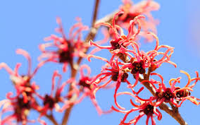 Attēlu rezultāti vaicājumam “Hamamelis mollis flower”