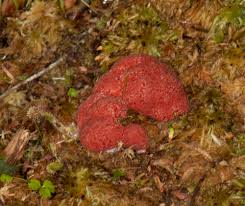 Attēlu rezultāti vaicājumam “Tubifera ferruginosa (subsp. ferruginosa)”