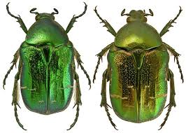 Attēlu rezultāti vaicājumam “Cetonia aurata imago”