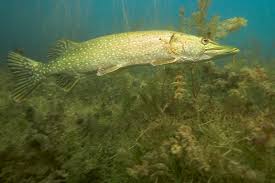 Attēlu rezultāti vaicājumam “Esox lucius”