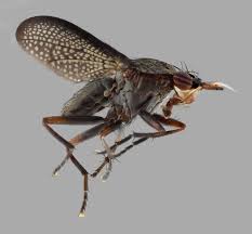 Attēlu rezultāti vaicājumam “Sciomyzidae”