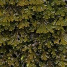 Attēlu rezultāti vaicājumam “Porella platyphylla macro”