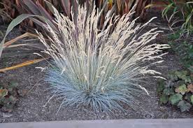 Attēlu rezultāti vaicājumam “Festuca ovina flower”