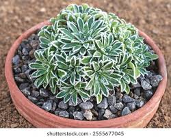 Image result for Steinbrech