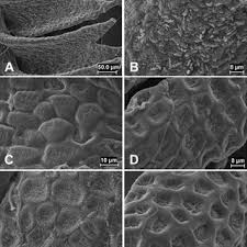 Attēlu rezultāti vaicājumam “Odontoschisma denudatum cells”