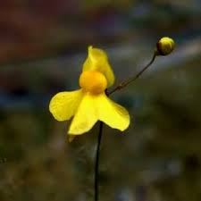 Attēlu rezultāti vaicājumam “Utricularia intermedia flower”