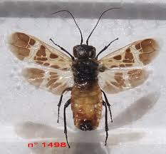 Attēlu rezultāti vaicājumam “Caenolyda reticulata”