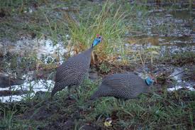 Attēlu rezultāti vaicājumam “Numida meleagris”