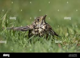 Attēlu rezultāti vaicājumam “Turdus viscivorus juvenile”