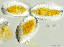 Attēlu rezultāti vaicājumam “Coleosporium sp.”