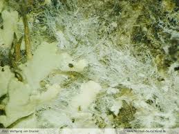 Attēlu rezultāti vaicājumam “Athelia arachnoidea”