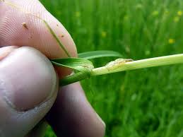 Attēlu rezultāti vaicājumam “Carex disticha”