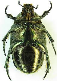 Attēlu rezultāti vaicājumam “Liocola lugubris”