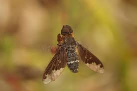 Attēlu rezultāti vaicājumam “Hemipenthes morio”