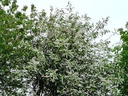 Attēlu rezultāti vaicājumam “Prunus (bird-cherry tree)”