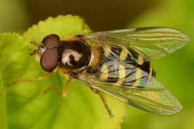 Attēlu rezultāti vaicājumam “Eupeodes nielseni”