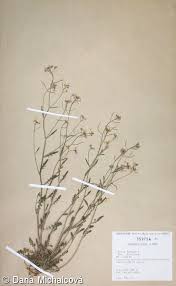 Attēlu rezultāti vaicājumam “Cardaminopsis arenosa leaf”