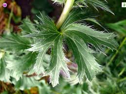 Attēlu rezultāti vaicājumam “Eryngium planum leaf”