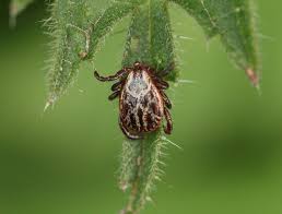 Attēlu rezultāti vaicājumam “Dermacentor reticulatus female”