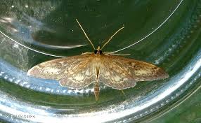 Attēlu rezultāti vaicājumam “Anania lancealis”