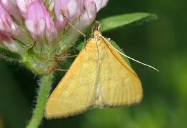 Attēlu rezultāti vaicājumam “Mecyna flavalis”