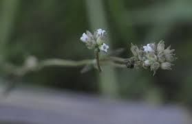 Attēlu rezultāti vaicājumam “Rubiaceae”