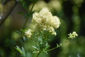 Attēlu rezultāti vaicājumam “Thalictrum lucidum leaf”