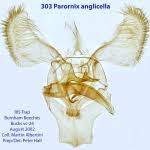 Attēlu rezultāti vaicājumam “Parornix anglicella”
