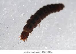 Attēlu rezultāti vaicājumam “Cantharis fusca”